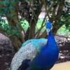 violetpeacock